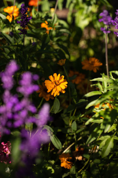 orange flowers in a lush garden - garden decoration stock pictures, royalty-free photos & images