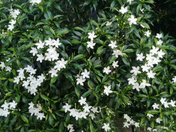 orange jessamine, murraya paniculate white flower blooming in garden nature backgroun - garden decoration stock pictures, royalty-free photos & images
