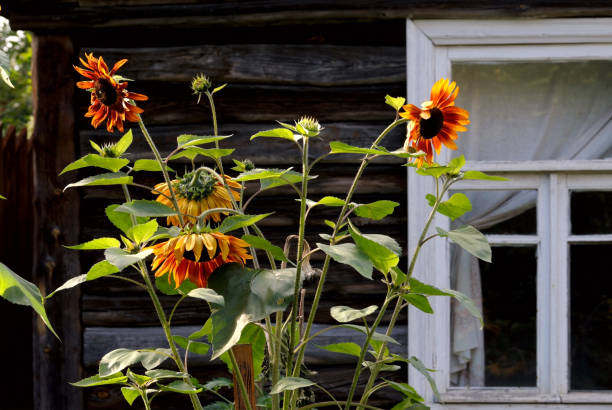 orange sunflowers near the house in the garden. - garden decoration stock pictures, royalty-free photos & images