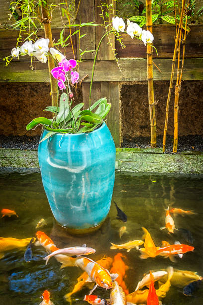 orchids in a blue pot in a carp pond - garden decoration stock pictures, royalty-free photos & images