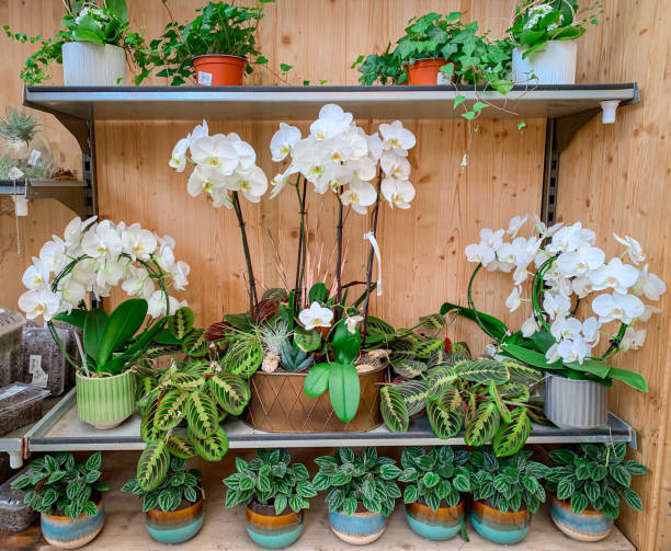 orchids in full bloom onthe shelf. - garden decoration stock pictures, royalty-free photos & images