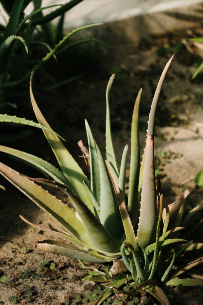 organic aloe vera with sharp leaves, containing polysaccharide gel, growing under sun, cultivating in botanical garden. - garden decoration stock pictures, royalty-free photos & images