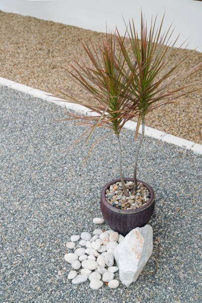 ornamental plants with rock on gravel decor around the home - garden decoration stock pictures, royalty-free photos & images