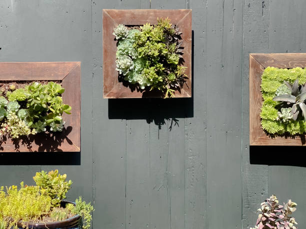 outdoor vertical garden living wall art of succulent plants - garden decoration stock pictures, royalty-free photos & images