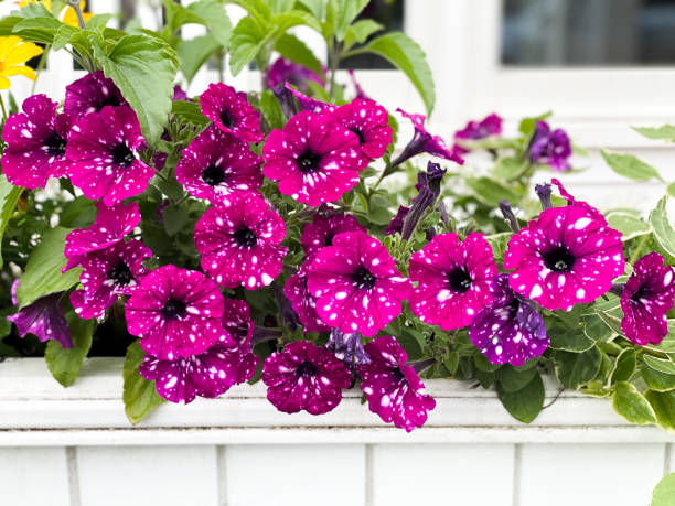 outdoor wooden planter window flower box with pretty pink petunia flowers with white speckles - garden decoration stockfoto's en -beelden