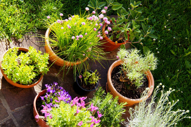 overhead view of back garden with flower pots - garden decoration stock pictures, royalty-free photos & images