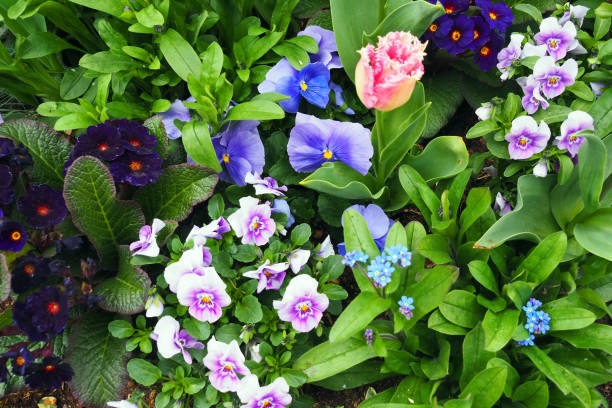 overhead view of spring flowerbed - garden decoration stock pictures, royalty-free photos & images