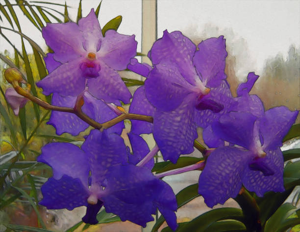 painterly photograph: purple orchids in a greenhouse - garden decoration stock pictures, royalty-free photos & images