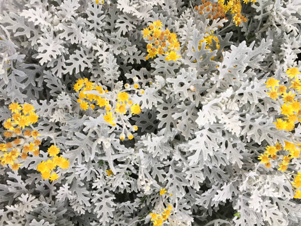 pale leaves with yellow flowers of cineraria maritima (jacobaea maritima) close-up background texture wallpaper - garden decoration stock pictures, royalty-free photos & images