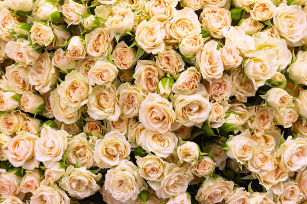 pale pink tea roses flowers and buds floral pattern full frame holiday abstract background - garden decoration stock pictures, royalty-free photos & images