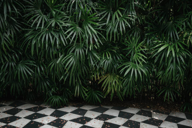 palm tree backgrounds with chess tiles, abstract background. - garden decoration stock pictures, royalty-free photos & images