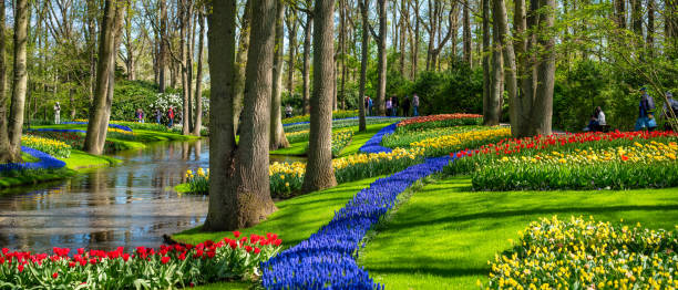 panoraminc view of tulips in keukenhof park, nederlands - garden decoration stock pictures, royalty-free photos & images