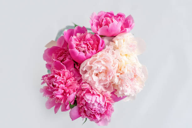 pastel peony flowers in bloom floral spring art festive background, - garden decoration stock pictures, royalty-free photos & images