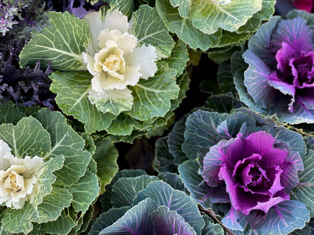 patch of ornamental winter flowering kale or flowering cabbage - garden decoration stock pictures, royalty-free photos & images