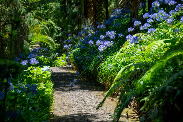 path in the garden with agapanthus blue flowers. lily of the nile or african lily flowering plant, madeira, portugal - garden decoration stock pictures, royalty-free photos & images