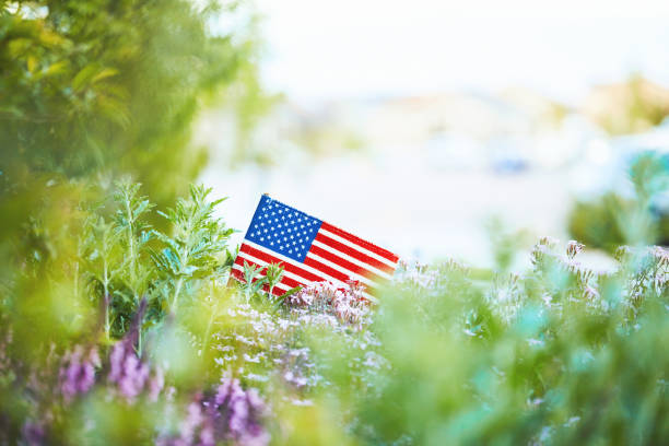 patriotic american flag in nature for memorial day - garden decoration stock pictures, royalty-free photos & images