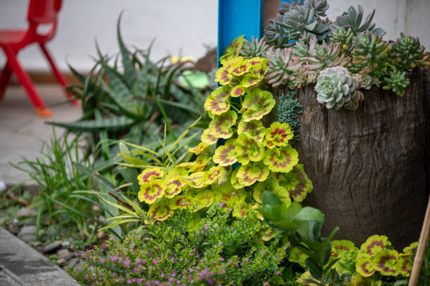 pelargonium & succulent plants yard decoration - garden decoration stock pictures, royalty-free photos & images