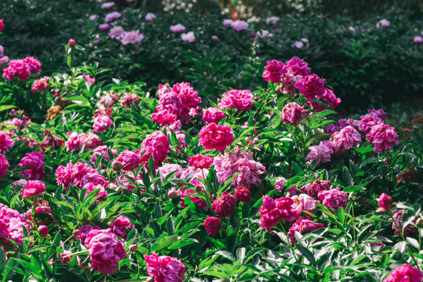 peony - garden decoration stock pictures, royalty-free photos & images