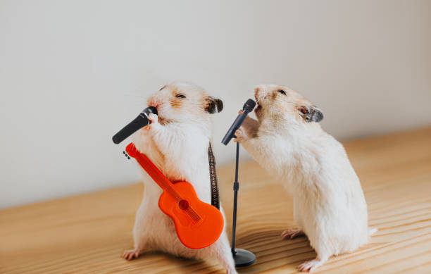 performing hamsters - concert stock pictures, royalty-free photos & images