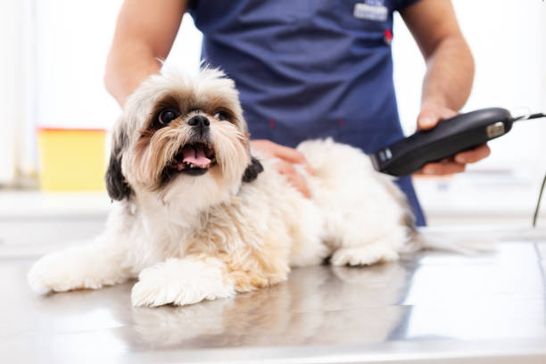 pet groomer with scissors makes grooming dog - hairstyle stock pictures, royalty-free photos & images