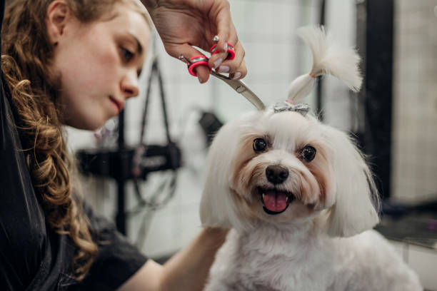 pet grooming - hairstyle stock pictures, royalty-free photos & images