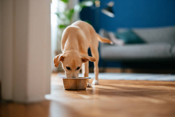 petit chien mangeant son petit-déjeuner à la maison - food photos et images de collection