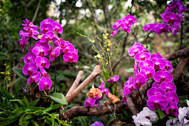 phalaenopsis aphrodite rchb in the forest - garden decoration stock pictures, royalty-free photos & images
