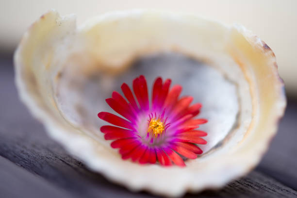 photo by: claire willans - garden decoration stock pictures, royalty-free photos & images