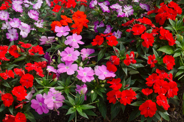 pink and red impatiens flowers - garden decoration stock pictures, royalty-free photos & images