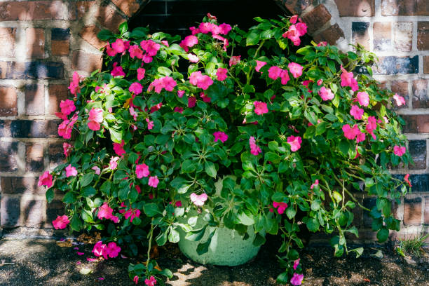 pink blooms adorn flower pot - garden decoration stock pictures, royalty-free photos & images