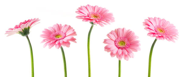 pink gerberas (clipping path) - garden decoration stock pictures, royalty-free photos & images
