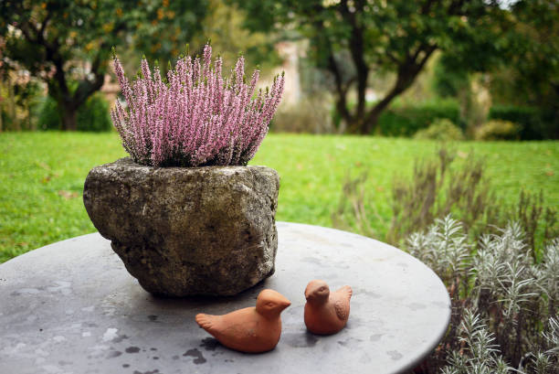 pink heather on round garden able - garden decoration stock pictures, royalty-free photos & images