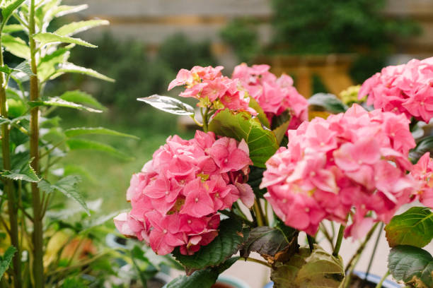 pink hydrangea - garden decoration stock pictures, royalty-free photos & images