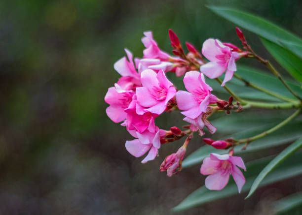 pink oleander flowers isolated with background - garden decoration stock pictures, royalty-free photos & images