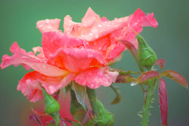 pink rose - after rain - garden decoration stock pictures, royalty-free photos & images