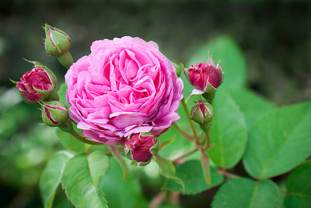 pink rose - garden decoration stock pictures, royalty-free photos & images
