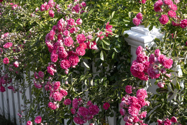 pink rose blooms covering white wooden picket fence - garden decoration stock pictures, royalty-free photos & images