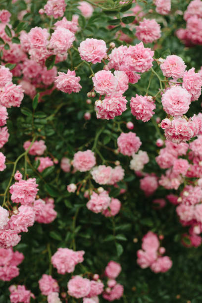 pink rose flowers in the garden. summer floral background. - garden decoration stock pictures, royalty-free photos & images