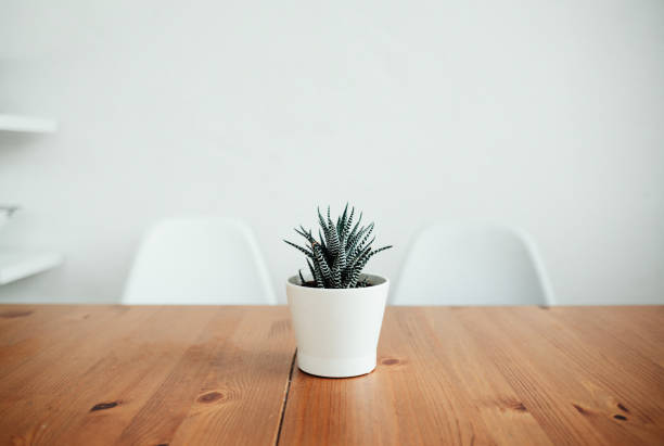 plant on the table - garden decoration stock-fotos und bilder