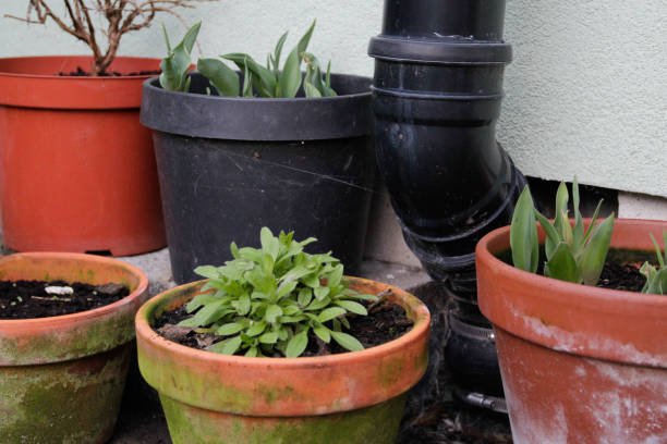 plant pots - garden decoration stock pictures, royalty-free photos & images