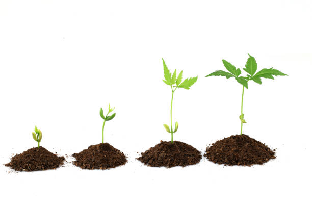 plant stages - plant evolution - garden decoration stock pictures, royalty-free photos & images