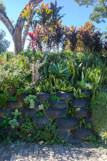 plants growing in recycled tyre - garden decoration stock pictures, royalty-free photos & images