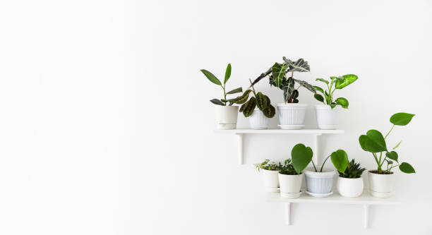 plants on the shelves, home garden - garden decoration stock pictures, royalty-free photos & images