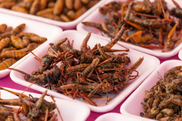 plates of insects for sale in market - food stock pictures, royalty-free photos & images