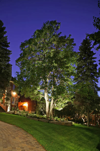 portrait of a large tree on a manicured lawn at night - garden decoration stock pictures, royalty-free photos & images