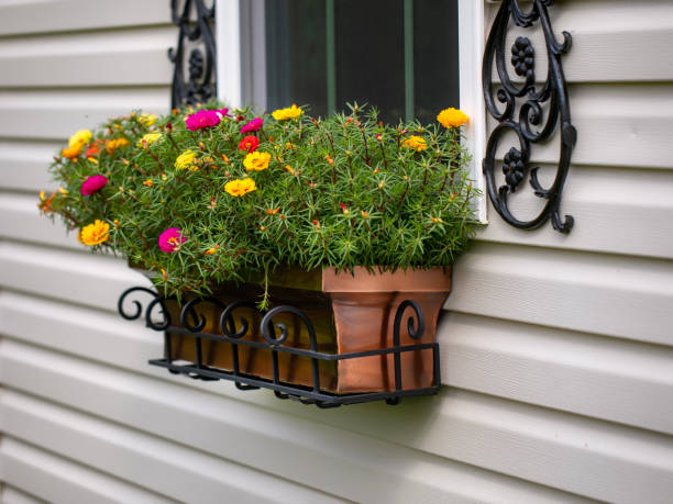 portulaca in window flower box - garden decoration stock pictures, royalty-free photos & images