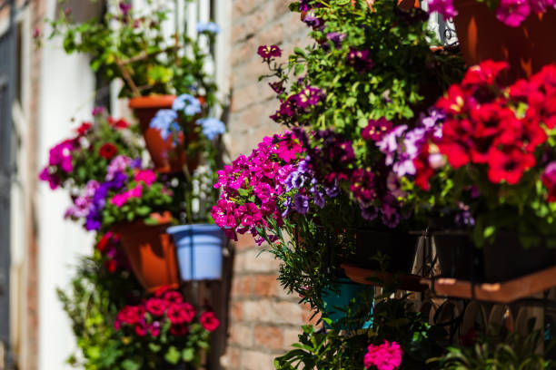 pot flowers on an italian street. space decoration. summer. the sun. - garden decoration stock pictures, royalty-free photos & images