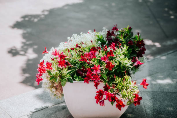 potted flowers in back yard - garden decoration stock pictures, royalty-free photos & images