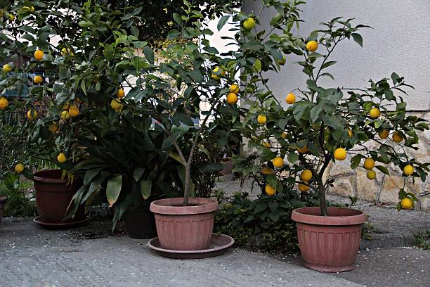 potted lemons in garden - garden decoration stock pictures, royalty-free photos & images