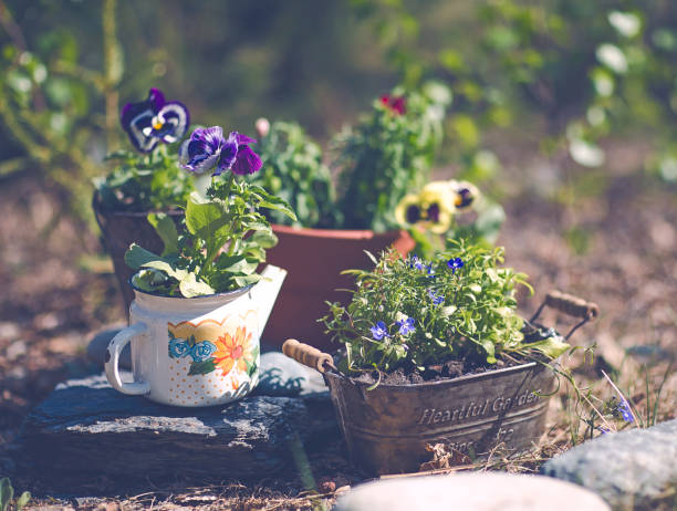 potted pansies flowers on garden. gardening composition with pots and stones concept - garden decoration stock pictures, royalty-free photos & images
